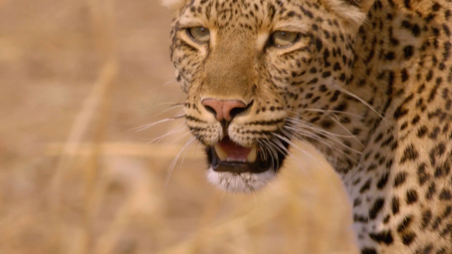 NAT GEO | Brand Promo Voiceover